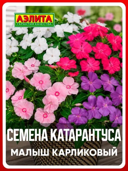 Семена катарантус "Малыш карликовый", смесь, 0,05 г, однолетние цветы, для дачи, сада и огорода, клумбы, на балкон, в ящик, в открытый грунт