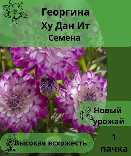 Георгина Ху Дан Ит,семена 10шт