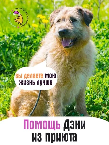 Помочь Дэни найти дом