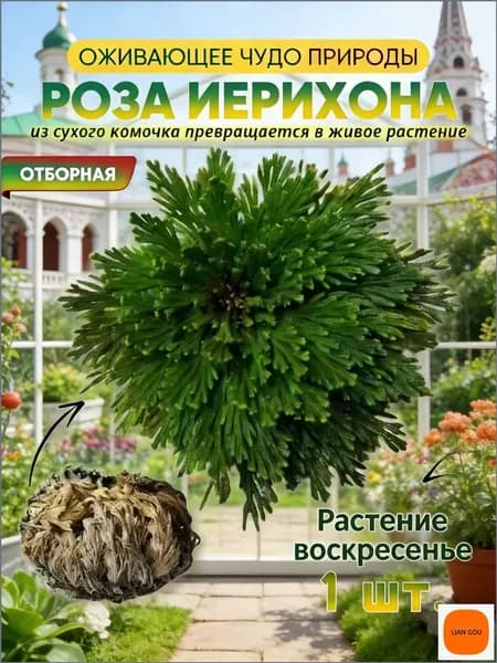 Сухоцветы Эпипремнум, 5 см, 15 гр, 1 шт