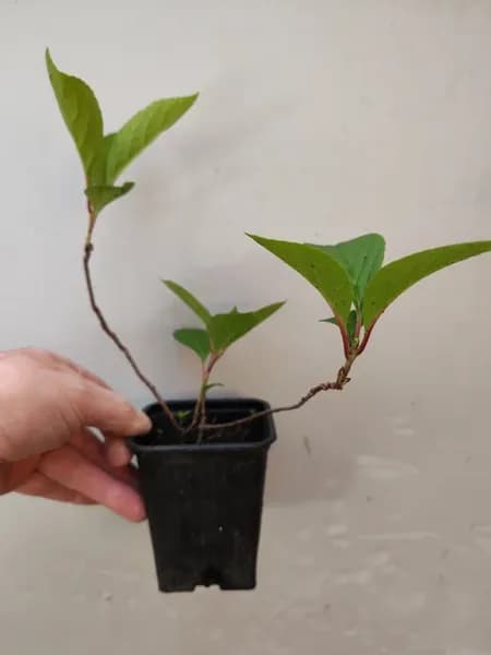 Лимонник китайский Первенец 2х летка