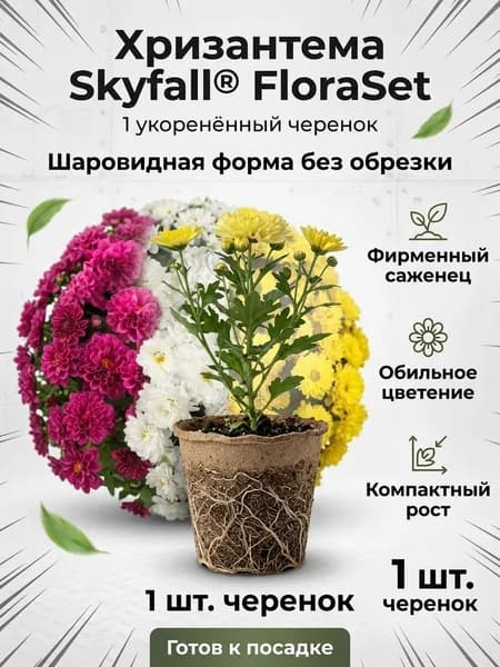 Хризантема Skyfall FloraSet укорененный черенок