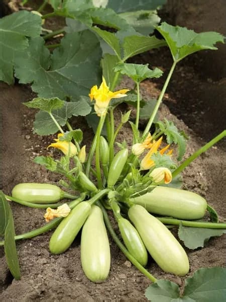 Кабачок Кустовой раннеспелый холодостойкий, семена 2 гр