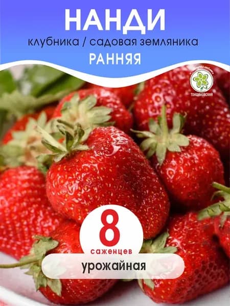 Клубника Нанди, сорт летний, рассада 8 шт