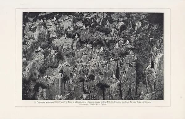 1910-е гг. Фототипия, Гнездовье моевок и кайр