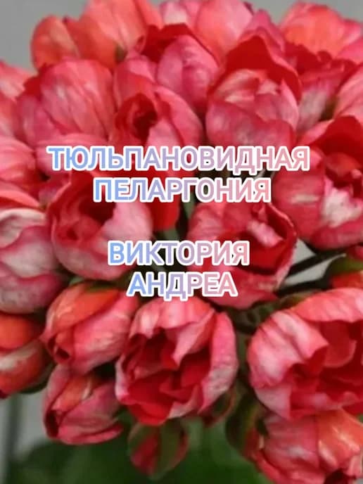 Тюльпановидная пеларгония Виктория Андреа саженец в горшке