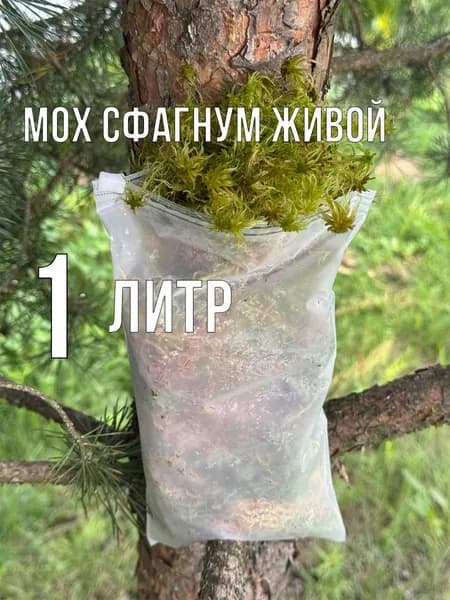 GALAKTICA Мох