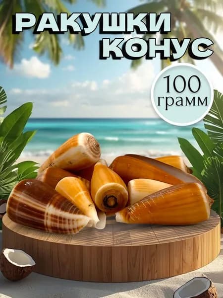 Ракушки морские натуральные Конус