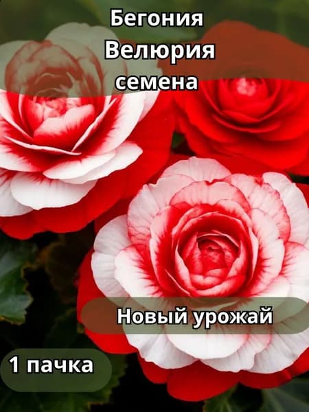 Бегония Велюрия, семена 10шт