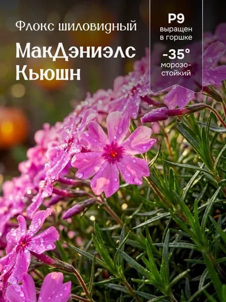 Флоксы многолетние морозостойкие МакДэниэлс Кьюшн в горшке