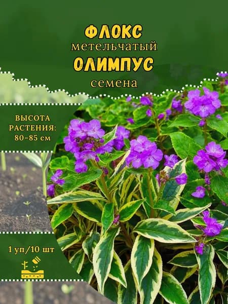 Флокс "Олимпус" семена, 1 пачка