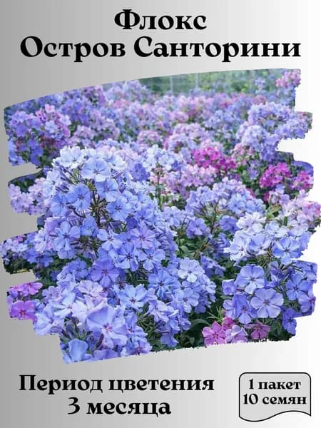 Флокс Остров Санторини, семена, 10 шт.