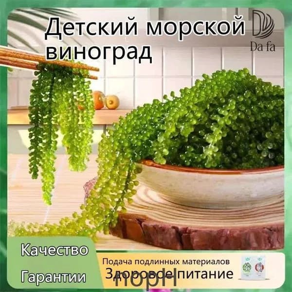 DaFa-Морской виноград, зеленая икра 100r.1