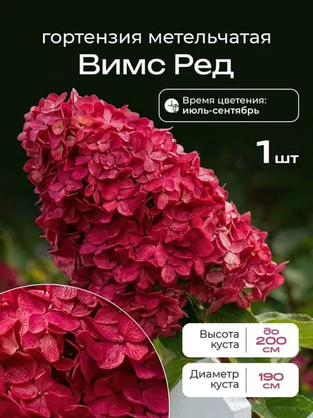 Саженец Вимс Ред гортензия метельчатая