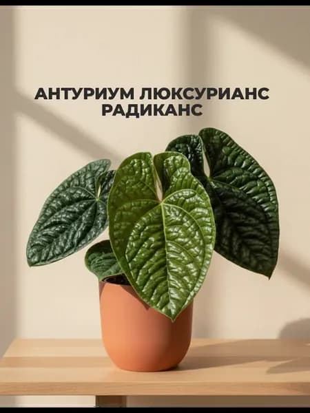 Антуриум Люксурианс Радиканс живой цветок