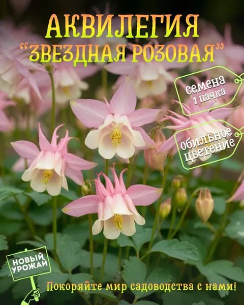 Аквилегия обыкновенная Звездная розовая (Starring Pink), семена, 10 шт.