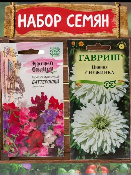 Чина Баттерфляй и цинния Снежинка