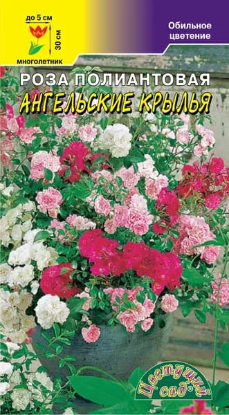 Роза полиантовая Ангельские крылья