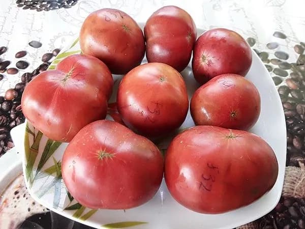 Коллекционные семена томата Гном дикий Спудлиф