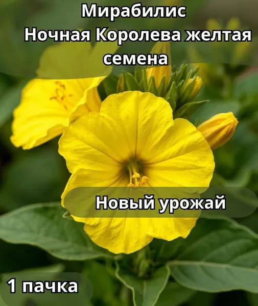 Мирабилис ночная королева желтая, семена 10шт