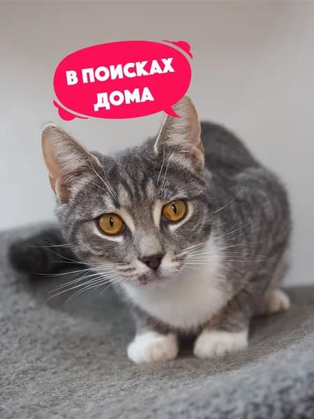 Помочь кошечке Белградке найти дом