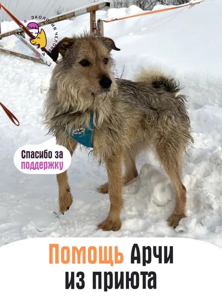 Помочь Арчи найти дом