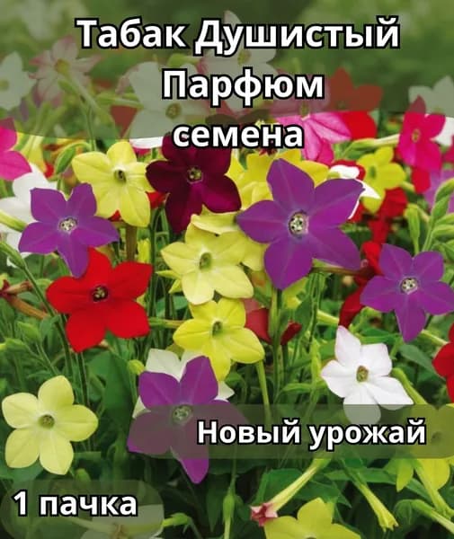 Табак Душистый Парфюм смесь, семена 10шт