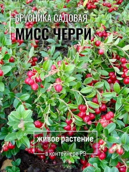 Саженец Брусника садовая Мисс Черри, ЗКС в горшке Р9