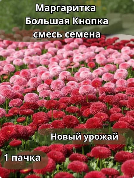 Маргаритка Большая Кнопка, смесь, семена 10шт