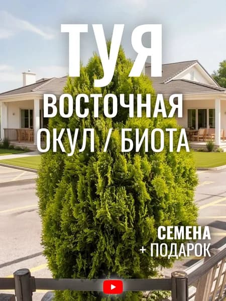Семена Туя Восточная Окул (Биота), 25 шт
