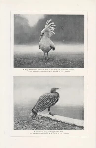 1910-е гг. Фототипия, Брэм, Кари и солнечная птица