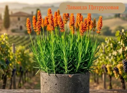 Лаванда Цитрусовая саженец
