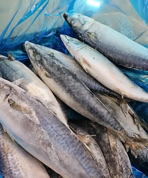 Свежезамороженная скумбрия 200/400 коробка 7 кг целая, н/р с головой, с хвостом