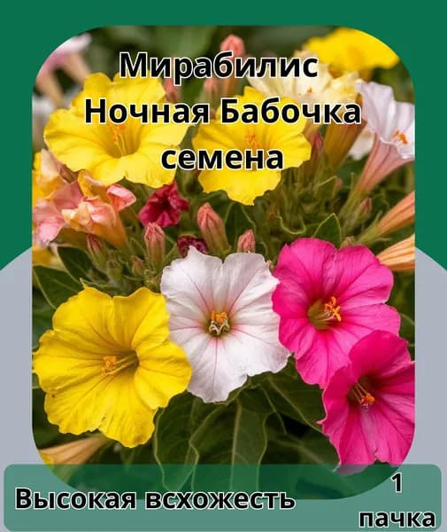 Мирабилис ночная бабочка, смесь, смесь, семена 10шт