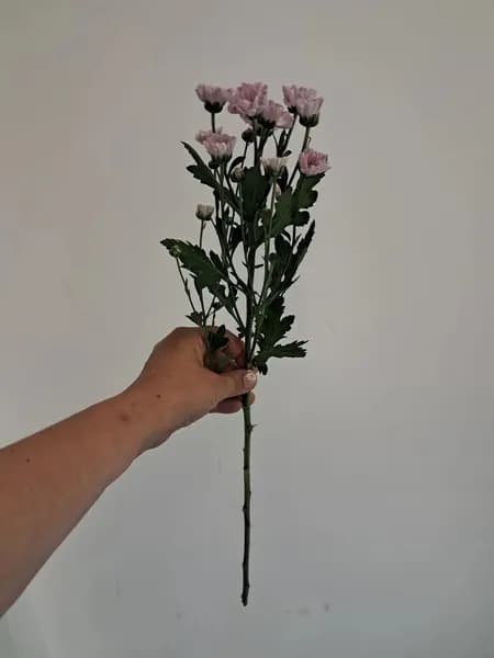 Ваш цветочный рай Хризантема, цвет розовый,  1 шт