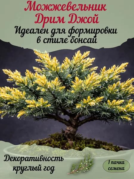 Можжевельник Дрим Джой, семена, 10 шт. (бонсай)