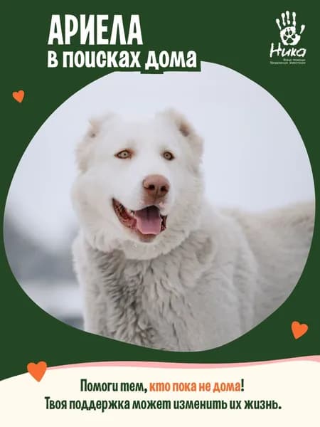 Помочь Ариеле найти дом
