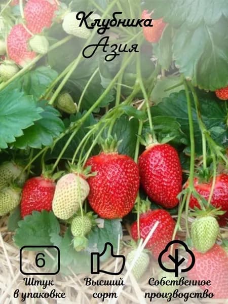 Клубника "Азия"