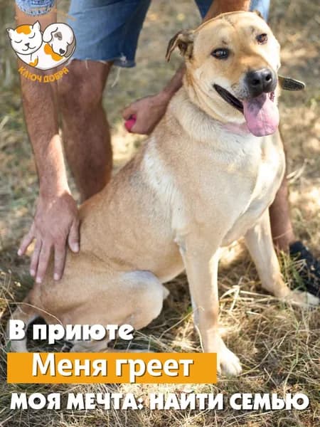 Помочь собаке Лавру найти дом
