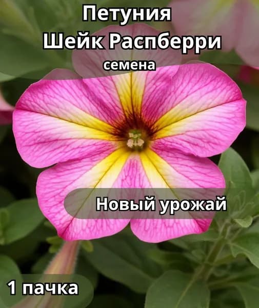 Петуния Supertunia Picasso in Purple, семена 1пачка
