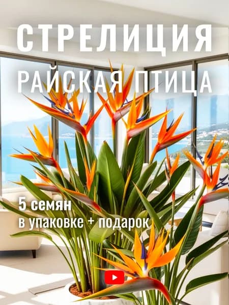 Стрелиция Райская Птица, Семена, 5 шт, комнатное многолетнее растение, высокая декоративность, красивое цветение