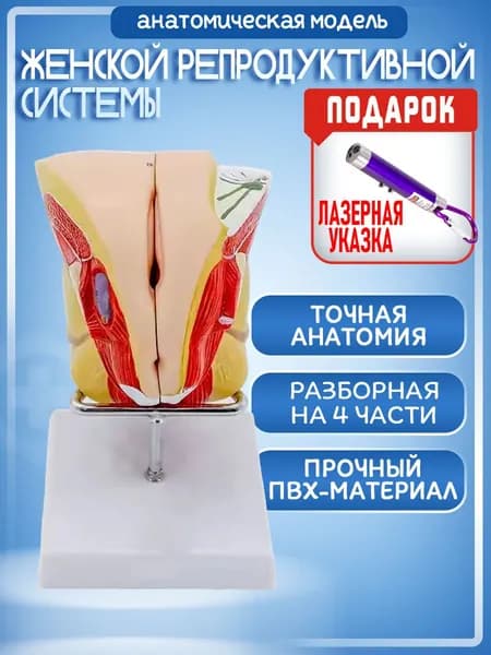 Анатомическая модель женской репродуктивной системы, 3Д модель женских половых органов, лазер с фонариком на карабине в комплекте