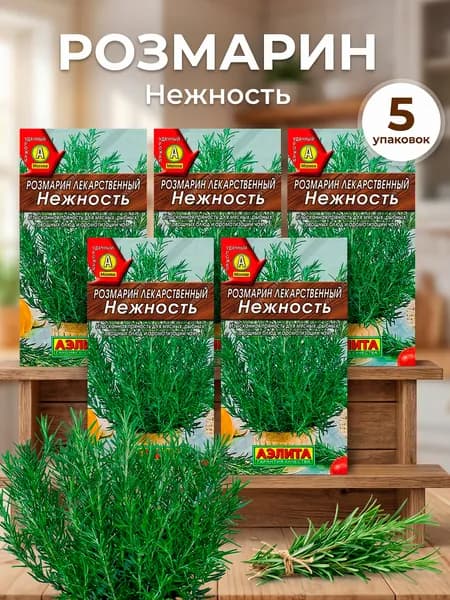 Розмарин семена для посадки многолетний