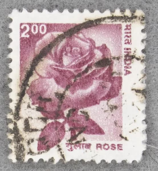 Почтовая марка "Rose". Номинал 2,00 R. India. 2002 год. (Michel IN 1914)