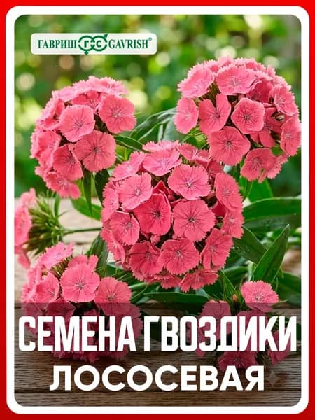 Семена Гвоздика бородатая "Лососевая" турецкая махровая 0,1 гр, двулетние цветы для дачи, сада и огорода, клумбы, в открытый грунт, на рассаду, цветы из семян в домашних условиях.